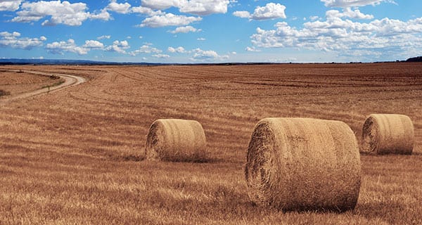 Agriculture key to Canadian economy: StatsCan