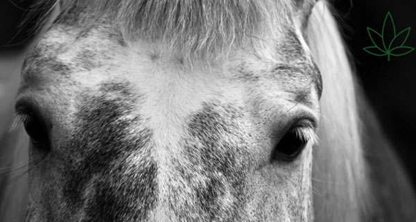 Medical cannabis being launched for horses