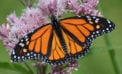 Surefire ways to find out if you’re a naturalist Surefire ways to find out if you’re a naturalist