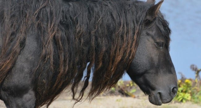 The amazing wild horses of Sable Island