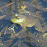 amphibian frog nature
