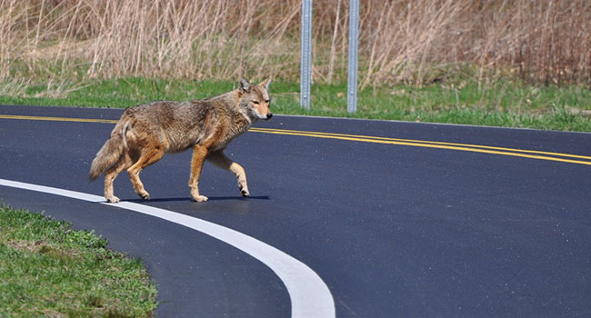 Eating human food could mean trouble for urban coyotes, study shows