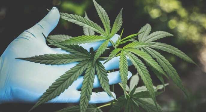 Does cannabis use really help relieve your arthritis?