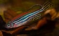 zebrafish aquatic life wildlife nature cannabis Cannabis should not be taken during pregnancy: study