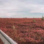 Miscou Island Acadian Peninsula New Brunswick Atlantic Canada flowers
