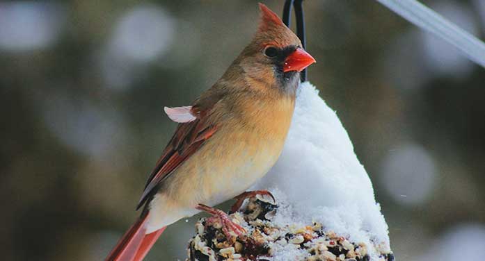 cardinal bird winter animal nature