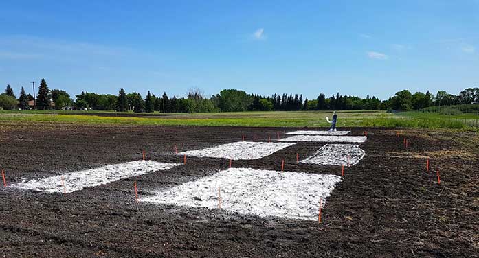 Lime shows promise for controlling clubroot in canola crops