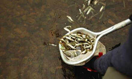 60,000 salmon fry released to restore B.C. populations
