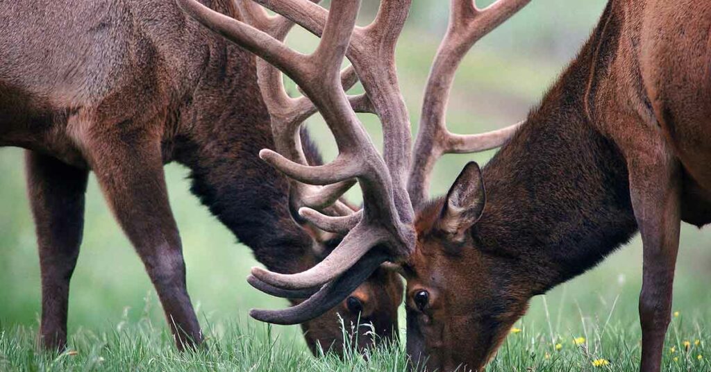 Elk thriving in Alberta
