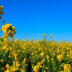 China strikes back at Canadian canola farmers after EV tariffs