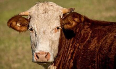 Cutting-edge genetics project targets methane emissions in beef cattle