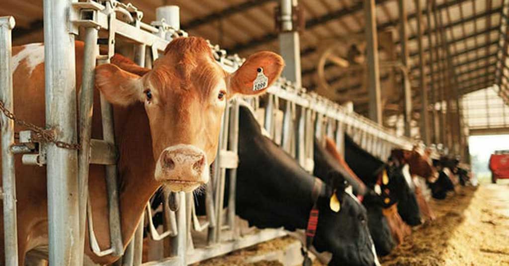 Why is Canada paying for dairy ‘losses’ during a boom?