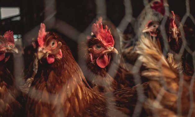 Think chicken prices are high now? Just wait until this summer